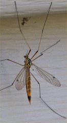 Tipulinae