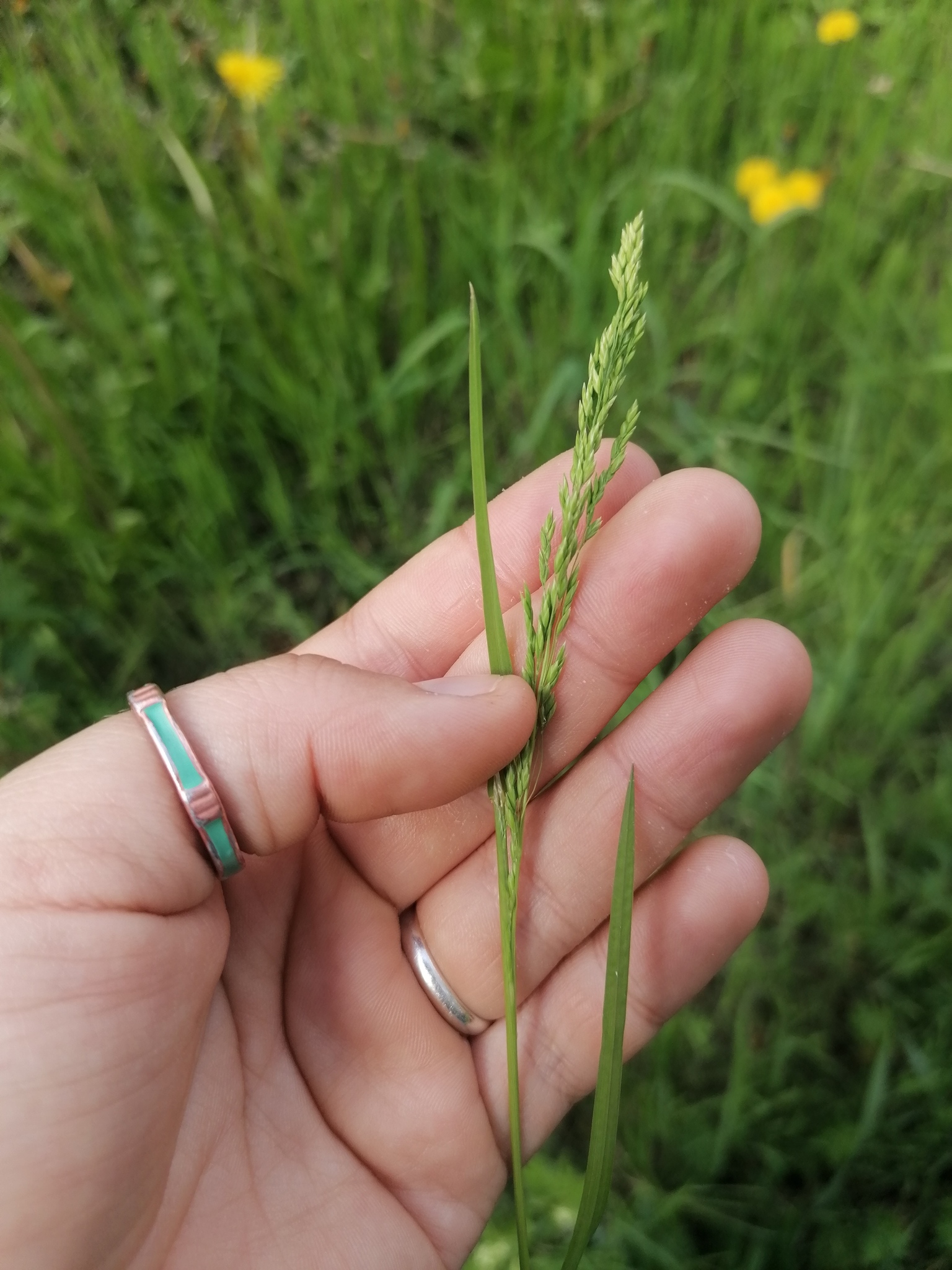 Poa trivialis L.