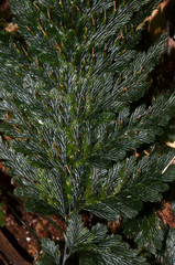 Abrodictyum elongatum