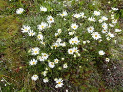 Celmisia angustifolia