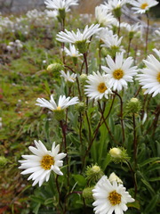 Celmisia angustifolia