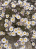 Kern River Daisy - Photo (c) James Bailey, some rights reserved (CC BY-NC), uploaded by James Bailey