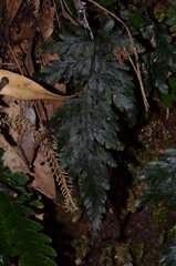 Abrodictyum elongatum