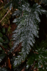 Abrodictyum elongatum