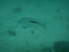 Scolopsis bimaculata