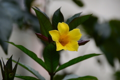 Allamanda schottii