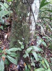 Mespilodaphne quixos