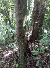 Mespilodaphne quixos