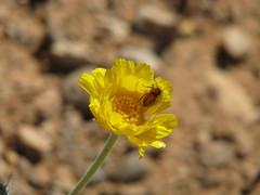 Nemognatha scutellaris