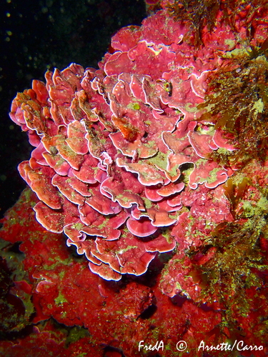 Mesophyllum