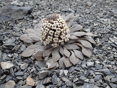 Notothlaspi rosulatum