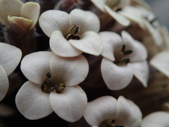 Notothlaspi rosulatum