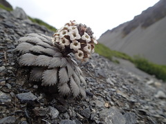 Notothlaspi rosulatum