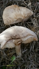 Agaricales