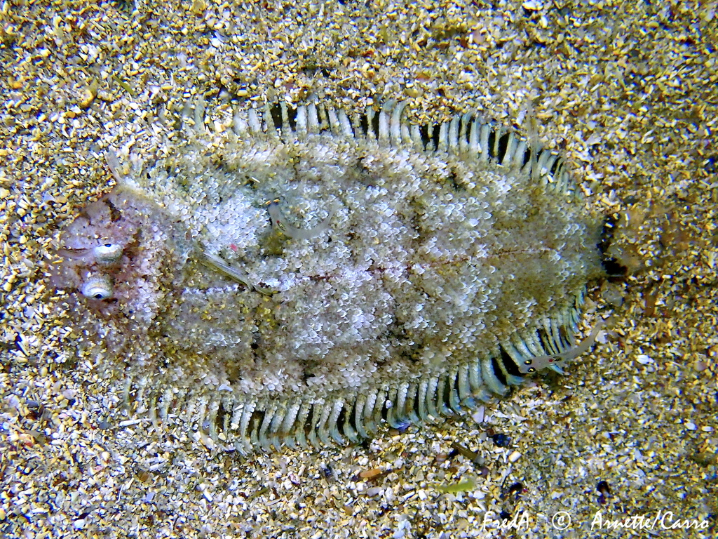 Whiskered Sole