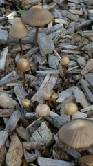 Agaricales