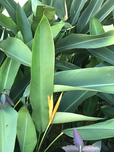 Heliconia × nickeriensis, photograph 3