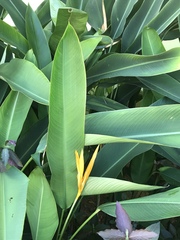 Heliconia × nickeriensis, photograph Jeffrey A Ewick, CC0, iNaturalist via GBIF