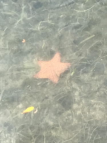 Oreaster reticulatus
