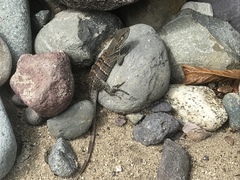 Ctenosaura oedirhina