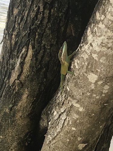 Anolis allisoni