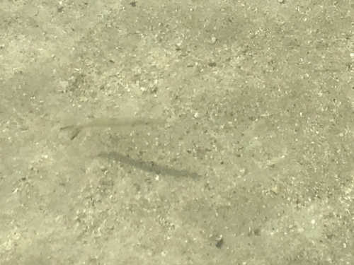 Sphyraenidae