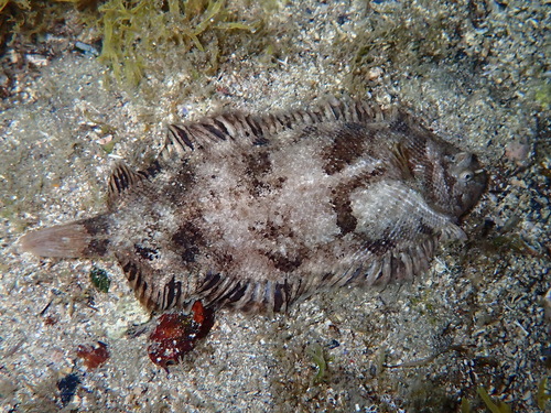 Whiskered sole (Monochirus hispidus) — Soleidae — 2
