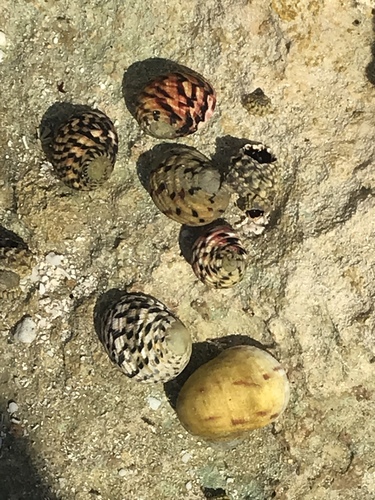 Nerita versicolor
