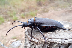 Acanthinodera cumingii