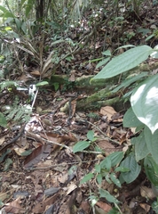 Chironius multiventris