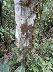 Mespilodaphne quixos