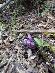 Lathraea clandestina