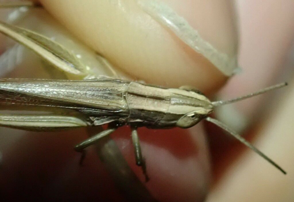 Iberian Straw Grasshopper