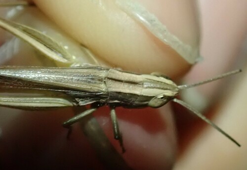 Iberian Straw Grasshopper