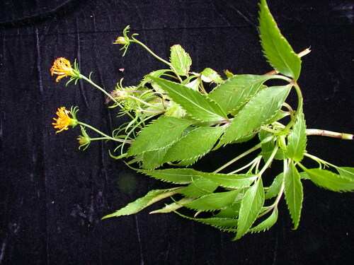Bidens wailele