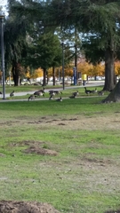 Branta canadensis