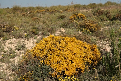 Sisnenorgum (Genista mugronensis)