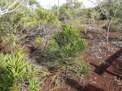 Callitris pancheri