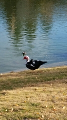 Cairina moschata domestica