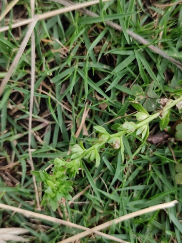 Purslane Speedwell