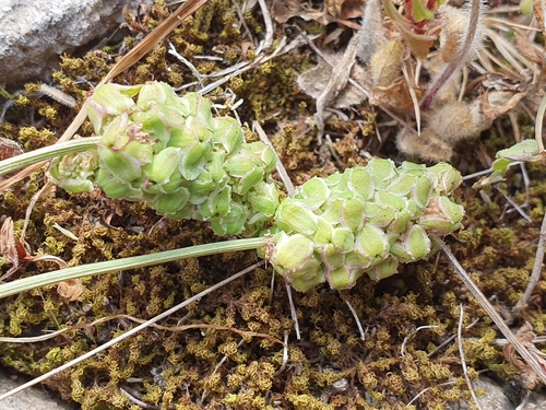 Image of Sanguisorba verrucosa by (c) Mehdi Chetibi, some rights reserved (CC BY)
