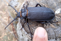 Acanthinodera cumingii
