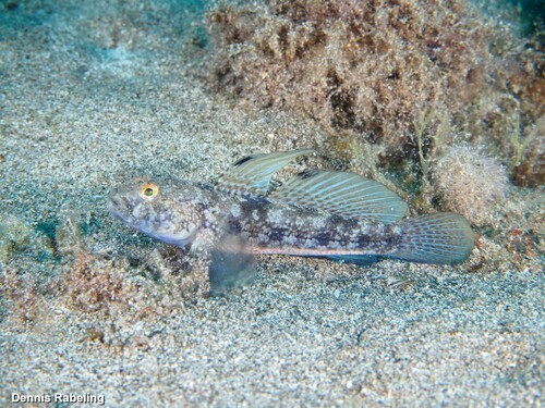 Black Goby, photo 9 of 10