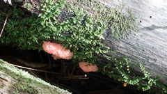 Tubifera microsperma