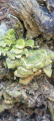Trametes versicolor image