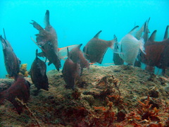 Pempheris klunzingeri