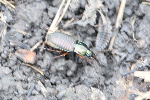 Woodland Ground Beetle photo 6