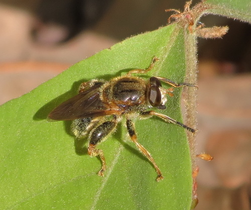 Black Spur Fly photo 2