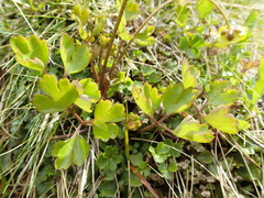 Ranunculus enysii