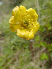 Ranunculus enysii
